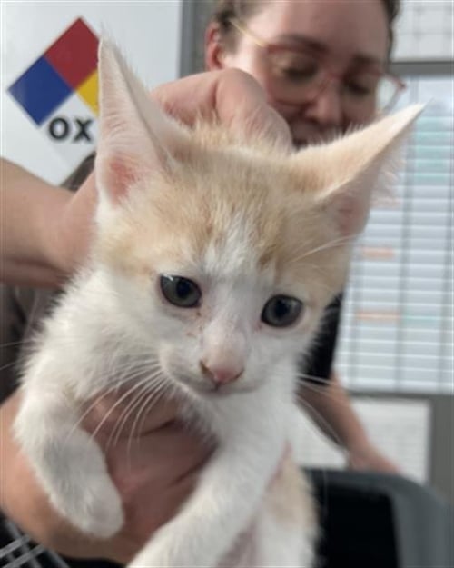 HERCULES - Domestic Medium Hair available for adoption