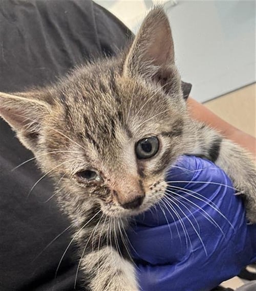 BIBI - Domestic Short Hair available for adoption
