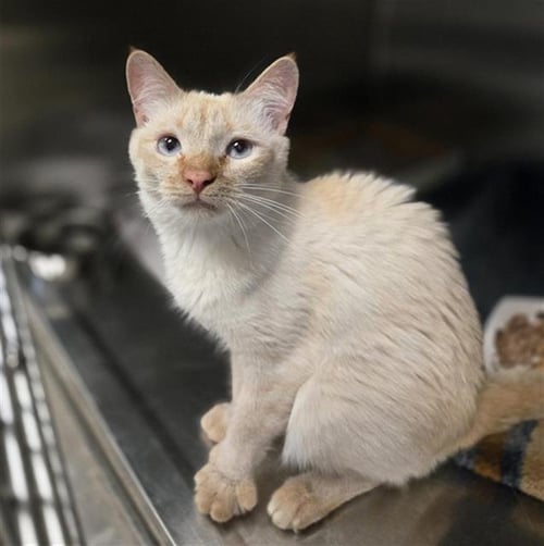 JESSICA - Domestic Medium Hair available for adoption