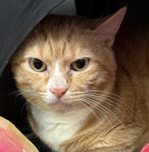 TOM - Domestic Short Hair available for adoption