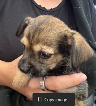 DOBIE - Cairn Terrier available for adoption