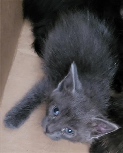 GUSTAVO - Domestic Medium Hair available for adoption