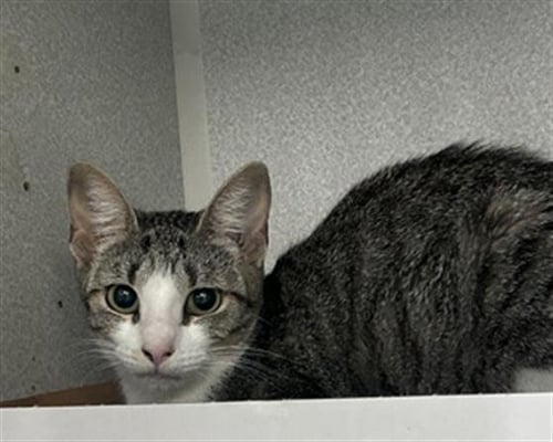 WINNIE - Domestic Short Hair available for adoption