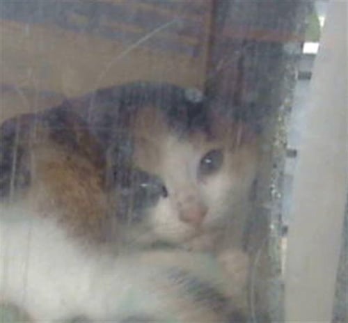 MILA - Domestic Long Hair available for adoption