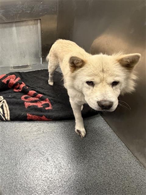 LUNA - Chow Chow available for adoption