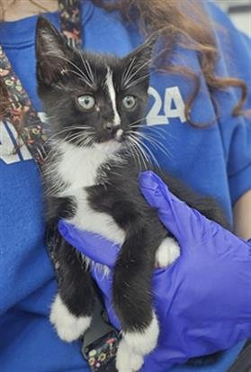 GROWLITHE - Domestic Short Hair available for adoption