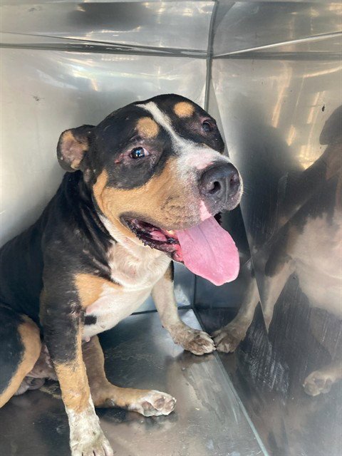 FRITO PIE - Bulldog available for adoption