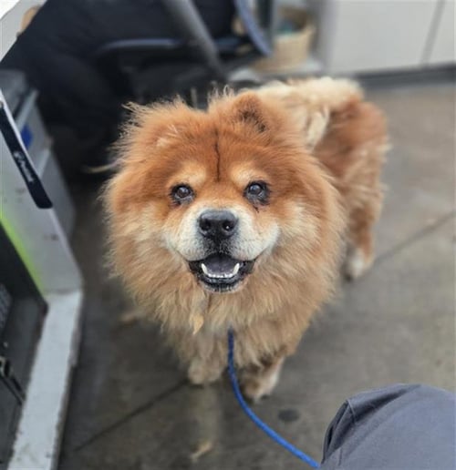 STITCH - Chow Chow available for adoption