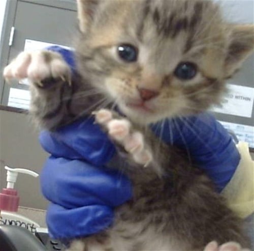 GOJO - Domestic Medium Hair available for adoption