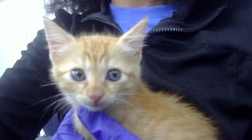 LILIAH - Domestic Short Hair available for adoption