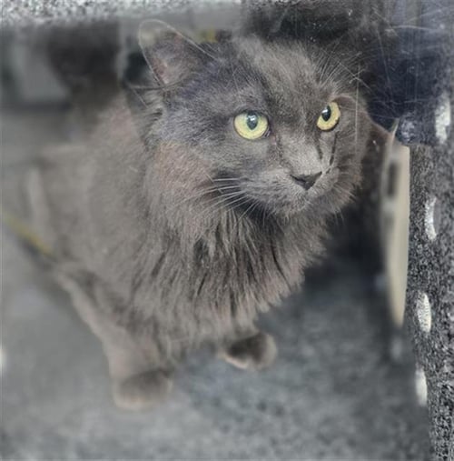 MALONE - Domestic Long Hair available for adoption