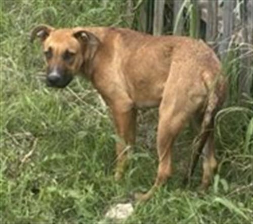 SNICKERDOODLE - German Shepherd Dog available for adoption