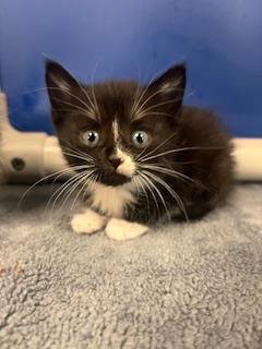 KAREN - Domestic Short Hair available for adoption