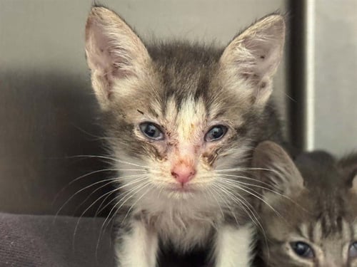JUANA - Domestic Medium Hair available for adoption