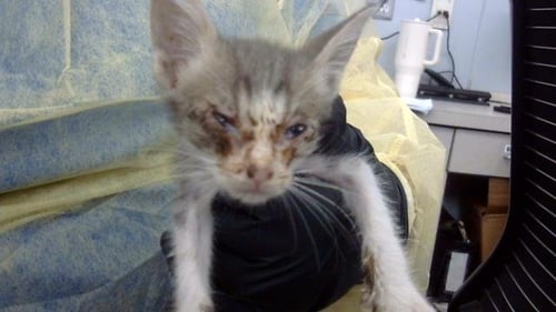 JUANA - Domestic Medium Hair available for adoption