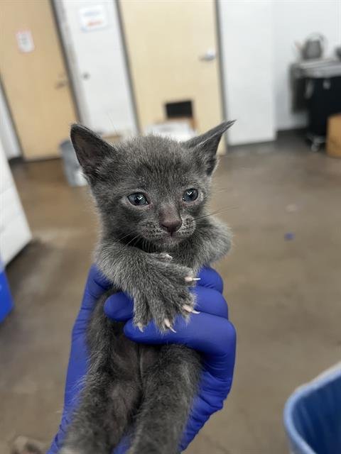 REESE - Domestic Medium Hair available for adoption