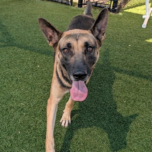 TWINKLE - German Shepherd Dog for adoption in Irving