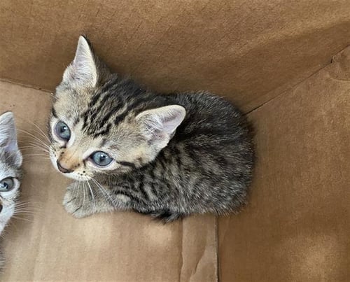 WHISKEY - Domestic Short Hair available for adoption
