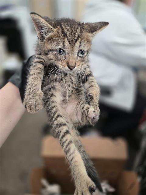 SHANKS - Domestic Short Hair available for adoption