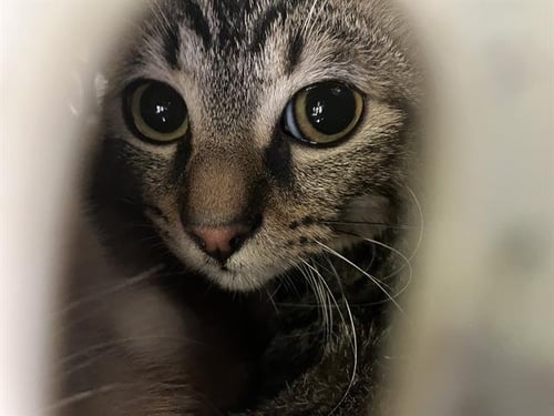 CHARLIE - Domestic Short Hair available for adoption