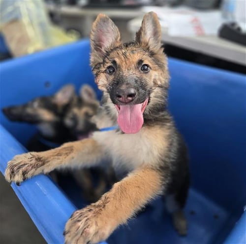 GRANT - German Shepherd Dog available for adoption