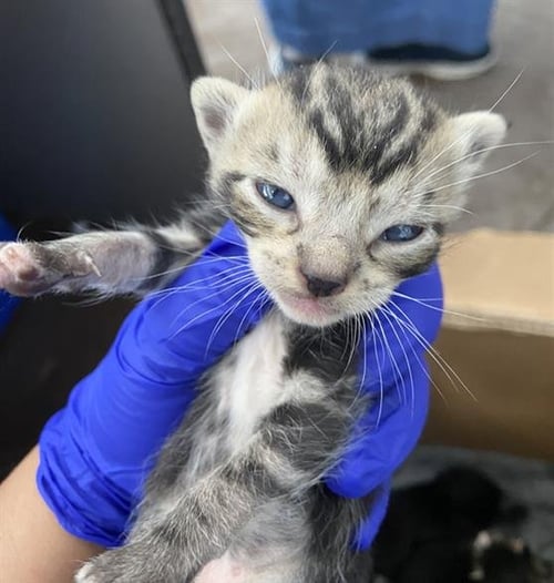 SOUR PATCH - Domestic Short Hair for adoption in Dallas