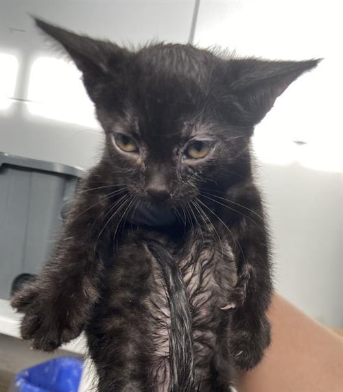 LAZULI - Domestic Short Hair available for adoption