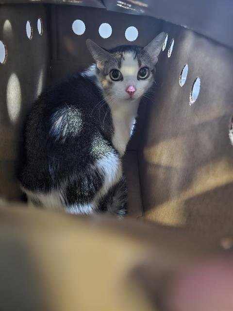 SSAENG-TTE-JWI - Domestic Short Hair available for adoption