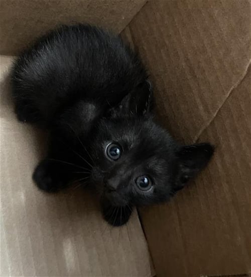PUCK - Domestic Short Hair available for adoption