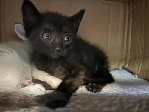 PUCK - Domestic Short Hair available for adoption