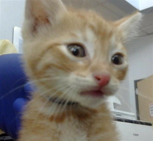 CHAD - Domestic Short Hair available for adoption
