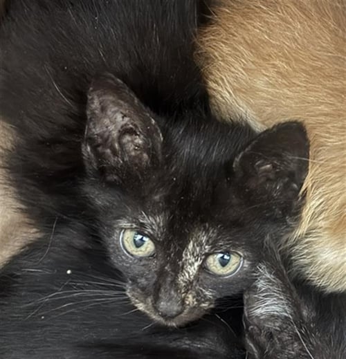 REY - Domestic Short Hair available for adoption