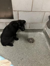 PIPER - Photo 1