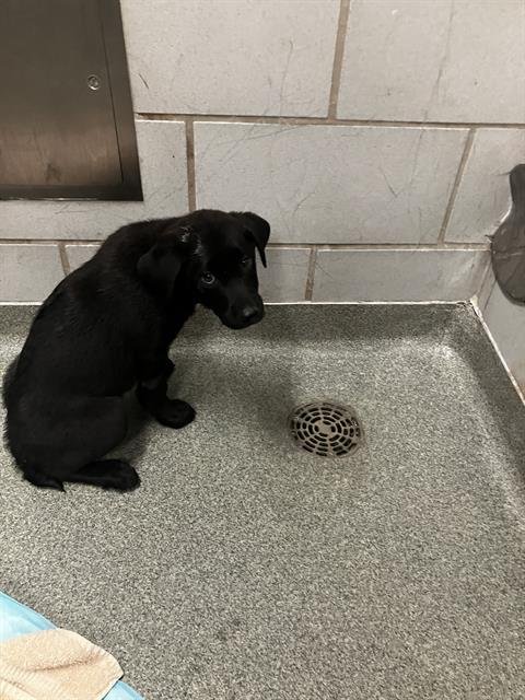 PIPER - Labrador Retriever available for adoption