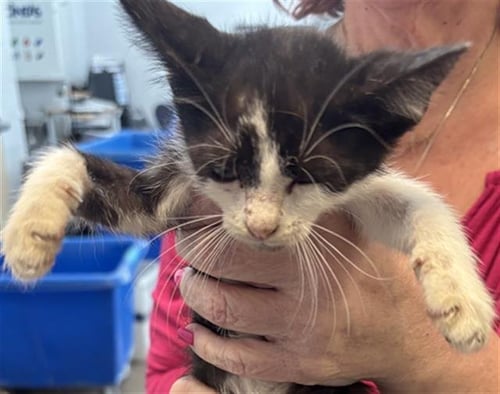 HAN SOLO - Domestic Short Hair available for adoption