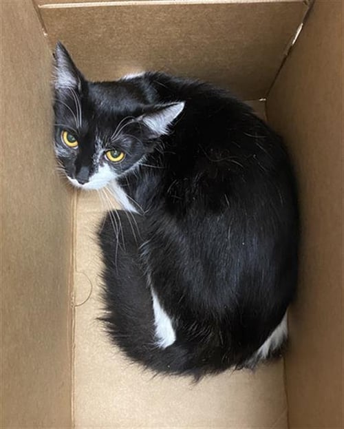 STRIPS - Domestic Short Hair available for adoption
