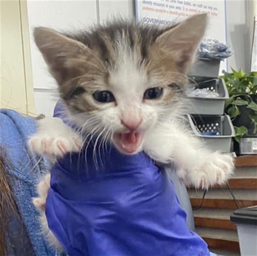 BUMBLE - Domestic Short Hair available for adoption