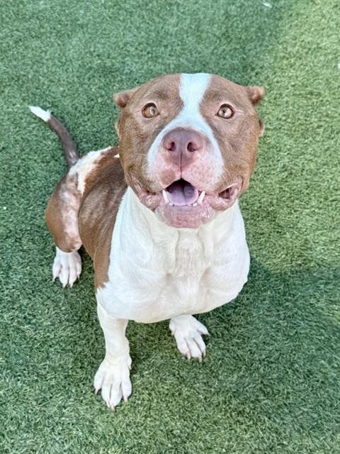 OAKLEY - Pit Bull Terrier available for adoption