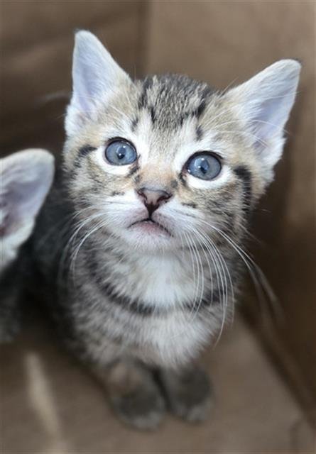 KIMCHI - Domestic Short Hair available for adoption