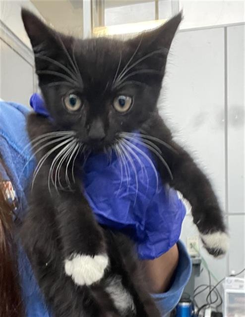 RIPLEY - Domestic Short Hair available for adoption