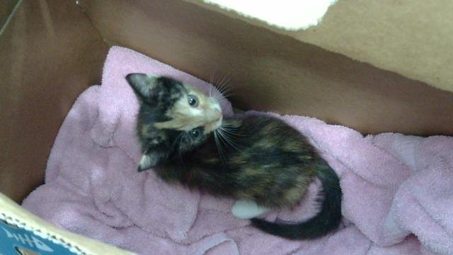 BELLATRIX Image