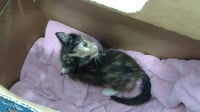 BELLATRIX - Photo 1