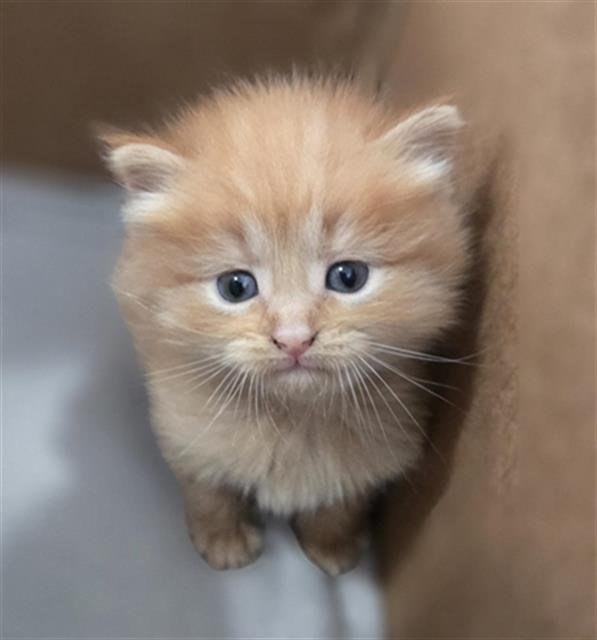 EMBER Image
