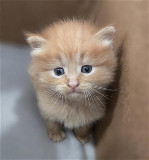 EMBER - Domestic Medium Hair available for adoption