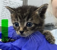 ANAKIN - Photo 1