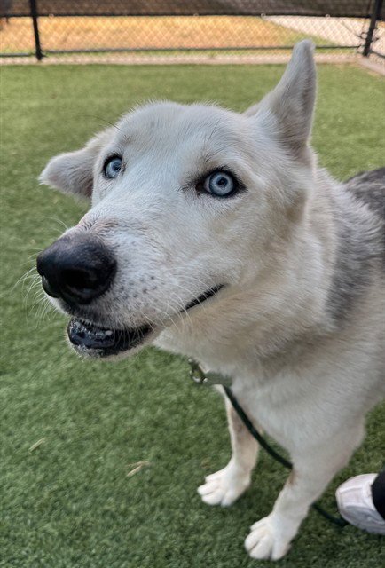 DUNE - Husky available for adoption