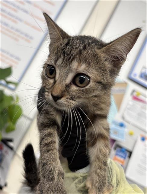 ALORA - Domestic Short Hair available for adoption