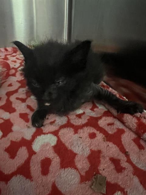 KEVLAR - Domestic Short Hair available for adoption