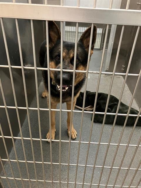 SHERU - German Shepherd Dog available for adoption