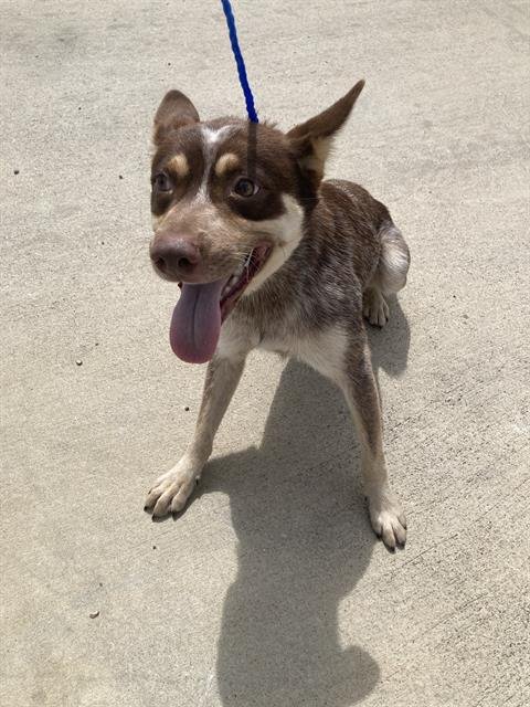 OVERTON - Australian Kelpie available for adoption